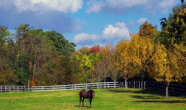 a horse in a fenced pasture