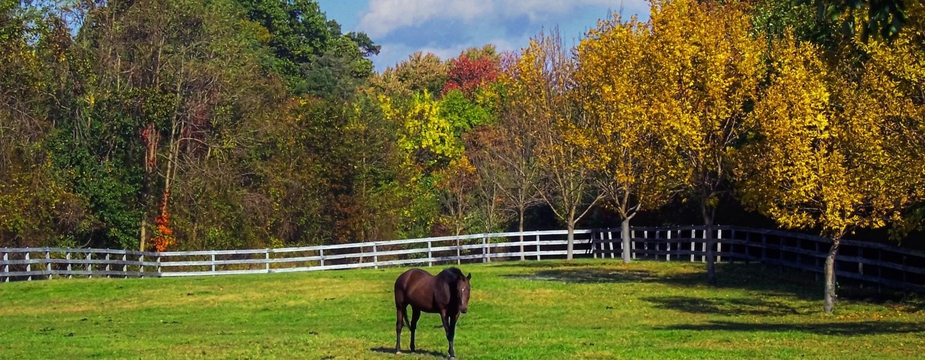 a horse in a fenced pasture
